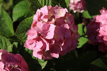 Pink flowers in the garden