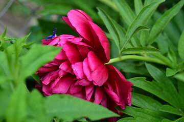 red and yellow flower