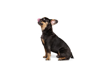 Obraz premium Studio shot of nice dog, puppy isolated over white studio background. Concept of motion, action, pets love, animal life, vet.