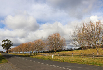 Fototapeta premium Centennial Road, Bowral Southern Highlands NSW Australia Landscape Photography