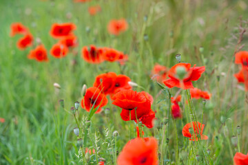Field poppies among grasses and green unripe grain on a hot summer day, Summer.