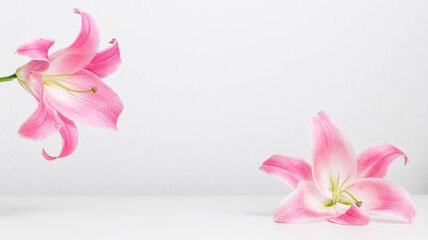 Pink lilies background with copy space, banner to present cosmetics or spa, abstract flower minimal background