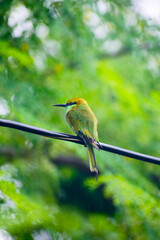 A beautiful green bee-eater (Merops orientalis) bird close up
