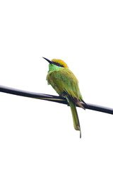 A beautiful green bee-eater (Merops orientalis) bird close up