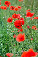 Field poppies among grasses and green unripe grain on a hot summer day, Summer.