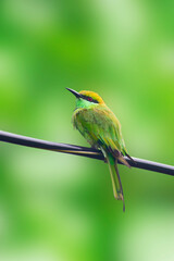 A beautiful green bee-eater (Merops orientalis) bird close up