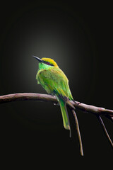 A beautiful green bee-eater (Merops orientalis) bird black backround