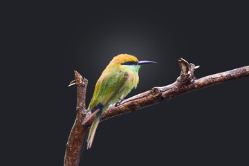 A beautiful green bee-eater (Merops orientalis) bird black backround