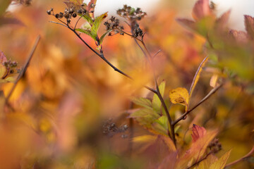 Orange autumn nature wallpaper background 