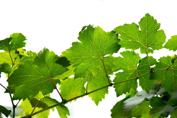 green leaves of vine