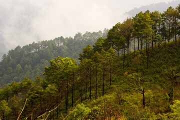 landscape in the morning