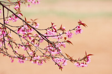 pink cherry blossoms