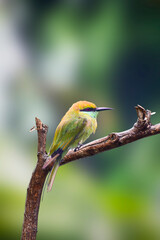 A beautiful green bee-eater (Merops orientalis) bird close up