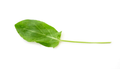 Single green sorrel leaf isolated on white, top view