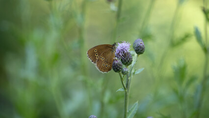 A ringlet on a purple thistle flower