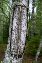 Birch trunk. Close-up of birch bark. Birch bark. Damaged old tree bark. A wound on a wooden surface from a broken branch
