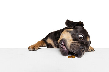Half-length portrait of nice dog, puppy isolated over white studio background. Concept of motion, action, pets love, animal life, vet.