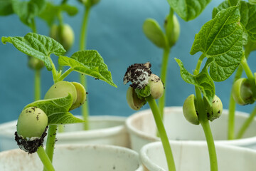 small bean sprouts in paper cups on the windowsill. Zero waste and recycling of household waste....
