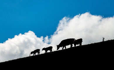 Fototapeta na wymiar silhouette of mother and 3 kids cows, white clouds background