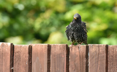 starlings in the garden
