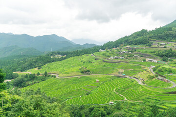 棚田　丸山千枚田