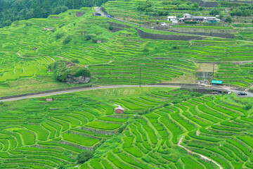 棚田　丸山千枚田