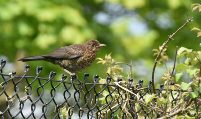 starlings in the garden
