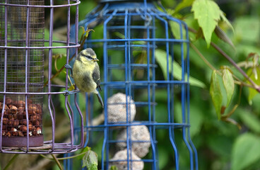 blue tits in the garden
