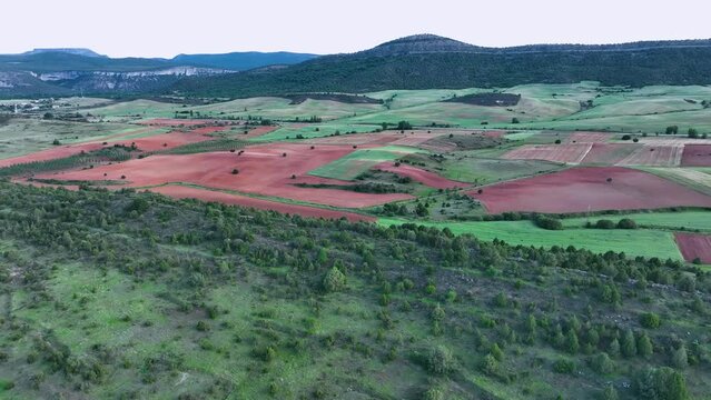 Sabina forests (Juniperus thurifera) and cultivated fields in the surroundings of the town of Hortigüela. Burgos, Castilla y Leon, Spain, Europe