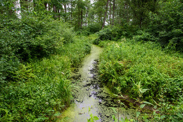 A stream overgrown with duckweed and grass in a dense, inaccessible forest on a hot summer day. Summer.