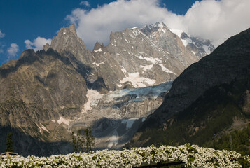 The peak of Monte Bianco and white flowers view from Courmayeur in Aosta Valley