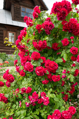 Large rose bush blooming with red flowers