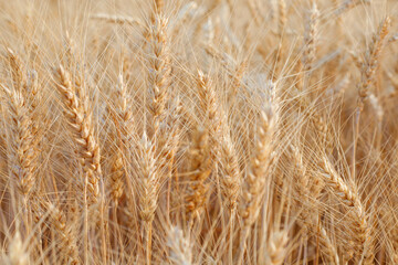 Ears of wheat on the field as a background