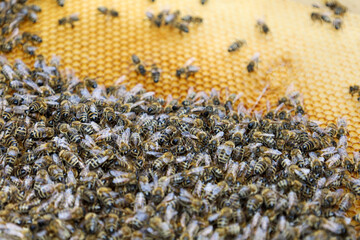 Bees carry honey in a cell and seal it with a clothю