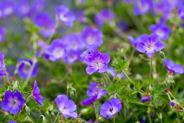 Geranium magnificum in the garden