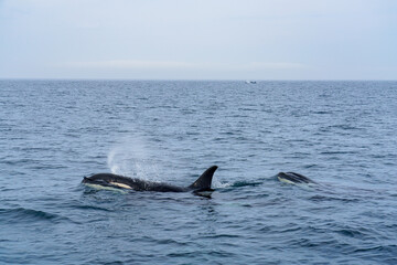 世界遺産知床　シャチクルーズ　北海道観光