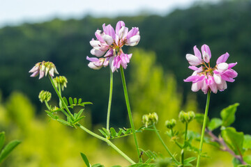 Close up, macro. Crownvetch or Securigera varia Coronilla varia or purple crown vetch. Flowering...
