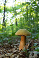 Suillellus luridus, formerly Boletus luridus, commonly known as the lurid bolete with forest trees in the background
