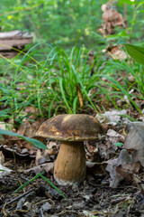 Group of Spring bolete or Boletus reticulatus, two of them very yuoung, growing in natural habitat