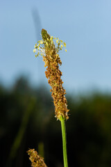 Plantago lanceolata is a species of flowering plant in the plantain family Plantaginaceae. It is known by the common names ribwort plantain and narrowleaf plantain