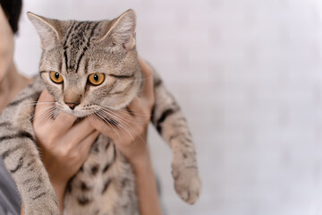 Female hand holding a striped cat.