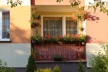 Fototapeta na wymiar Balcony decorated with beautiful blooming potted plants on sunny day