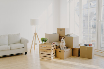 Moving Day concept. Cute domestic dog poses near cardboard boxes in spacious room with sofa, big window in background, waits for host, change place of living in new apartment, looks somewhere.