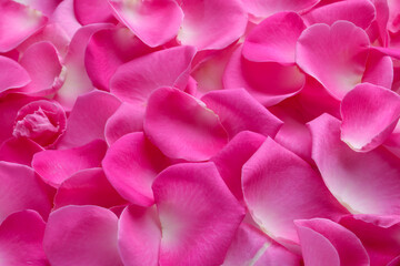 Many pink rose petals as background, closeup