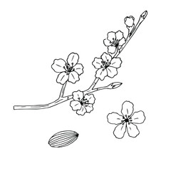 Almond set vector illustration, hand drawing sketch