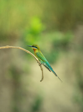 Blue Tailed Bee Eater