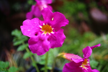 Inkarwilla zwarta Incarvillea compacta