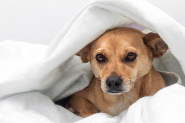 A shy mixed-breed female dog tucked under a white warm blanket feeling nervous and scared. White...