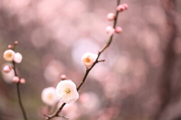 cherry blossom