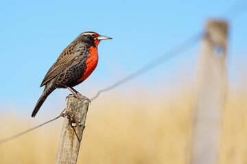 A long-tailed meadowlark (Leistes loyca) perching on a post with sunset light.